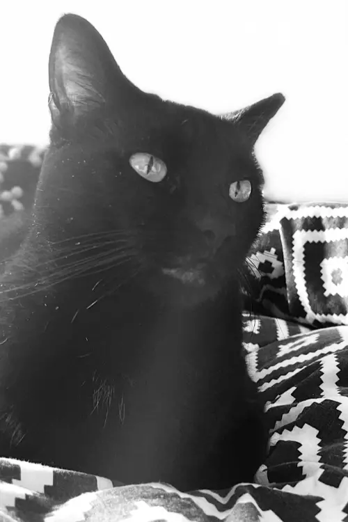 chat noir de face