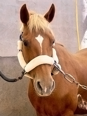 lucie_poney