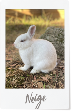 pola_neige